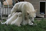 TETER - BERGER BLANC SUISSE  034